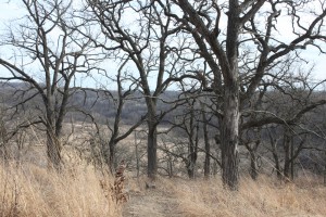 Oaks in Pleasant Valley Conservancy