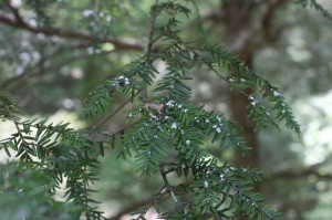 The adelgid's woolly egg sacs