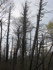 A hemlock graveyard in Virginia's Shenandoah National Park