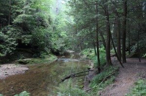 Hemlocks by a stream in the Red River Gorge