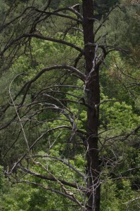 Mostly dead hemlock