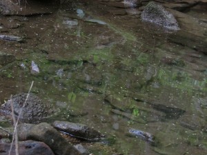 Hemlock needles in a stream