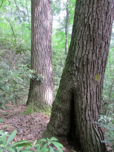 Two hemlock trunks in Blanton Forest