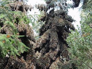 An oyamel fir covered in overwintering monarchs. From wikimedia commons.