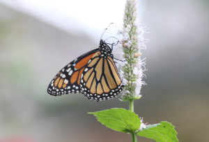 A pollinating monarch. Photo by Beate Popkin.