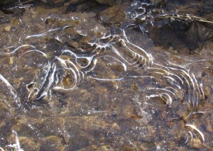 Ice on the Patuxent